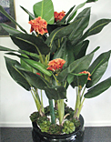 plants